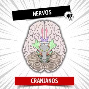 Imagem de capa para o Curso online Nervos cranianos - Estrutura e função