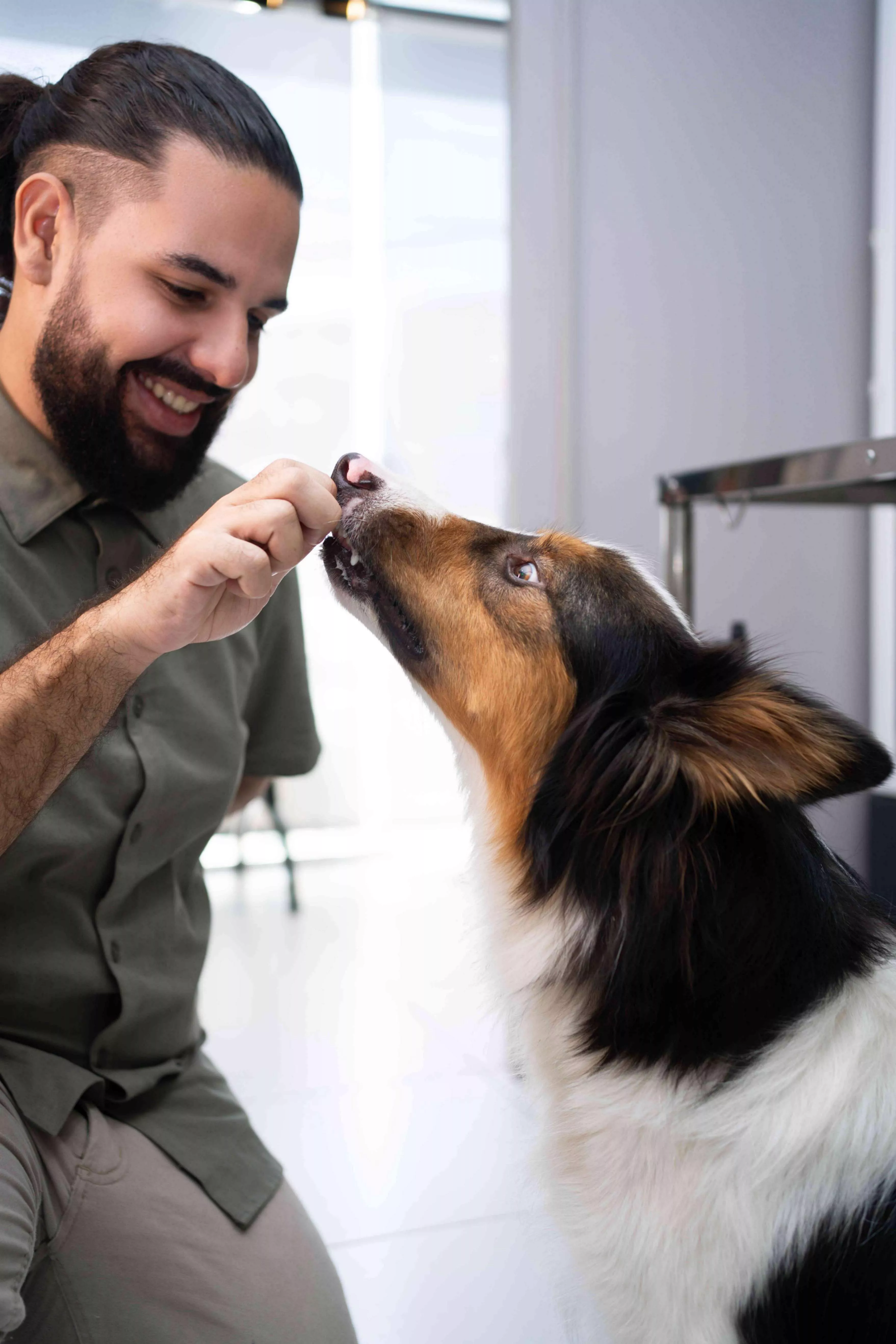 APRENDENDO A LIDAR COM CACHORRO: um guia para todos os cães da sua vida — imagem 2