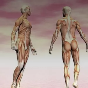 Imagem de capa para o Ebook Origem e Inserção e Inervação 