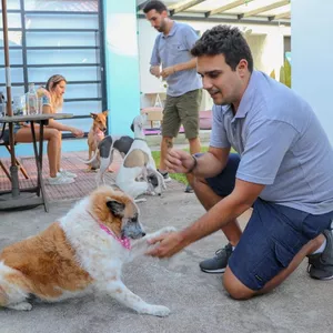 Imagem do curso CURSO DE ADESTRAMENTO: PRIMEIROS PASSOS PARA SER ADESTRADOR