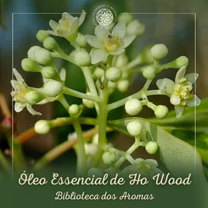 Imagem de capa para o Curso online Ho Wood - Biblioteca de Aromas
