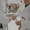 Portal BJJ