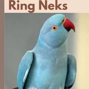 Imagem de capa para o Ebook APOSTILA APRENDA TUDO SOBRE A CRIAÇÃO DE RING NEKS