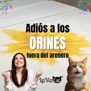 Imagen de portada para Curso online Adiós a los orines por fuera del arenero