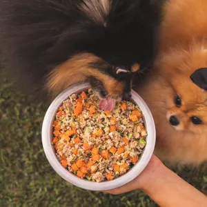 Imagem do curso Alimentação Natural para Cães: O segredo para a longevidade.