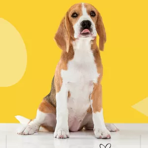 Imagem de capa para o Ebook Adestramento Fácil de Cães 