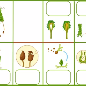 Imagem de capa para o Ebook ENSINANDO BRIÓFITAS COM METODOLOGIAS ATIVAS