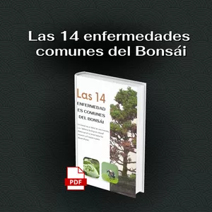 Imagen de portada para Ebook 14 Enfermedades Comunes del Bonsái