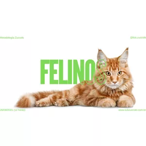 Imagem de (07º CURSO ONLINE) COMPORTAMENTO FELINO 1.0 criado por Luís Zuccolo na hotmart