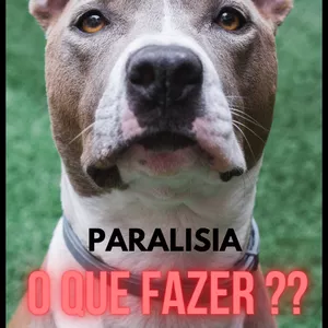 Imagem de capa para o Ebook MEU CACHORRO NÃO CONSEGUE ANDAR - O QUE FAZER ? PARALISIA