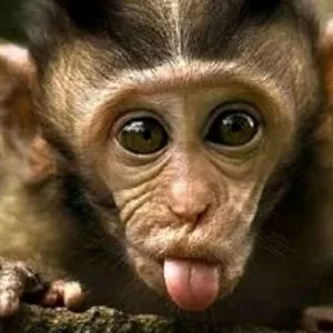 Imagem de capa para o Curso online Macaquinho comédia 