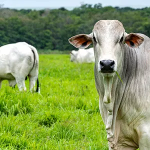 Imagem de capa para o Ebook Nelore de Alta Performance - O Guia Definitivo para Construir um Rebanho Lucrativo, Resistente e de Alta Valorização.