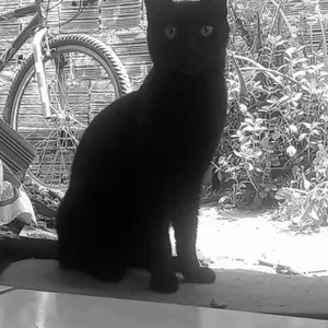 Imagem de capa para o Curso online Imagens criativas 