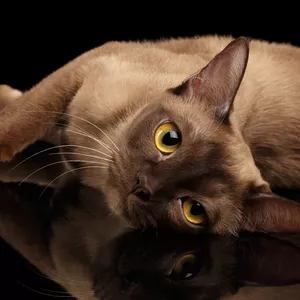 Imagem de capa para o Ebook Meu Gatão- como treinar seu gato + brindes