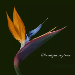 Imagem de capa para o Curso online Ilustração digital - Planta Ave-do-paraíso (Strelitzia reginae).