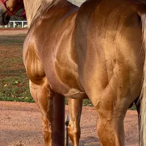 Imagem do curso Domador de cavalos