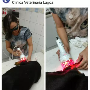 Imagem de capa para o Serviço online Treinamento em Laserterapia Veterinária/ Fotobiomodulação por laser terapêutico e laseracupuntura na Medicina Veterinária 