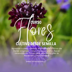 Imagen de portada para Curso online Llena Tu Jardín de Flores desde Semilla