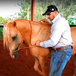 Imagem de capa para o Curso online Certificado de Participação na Semana da Doma Racional