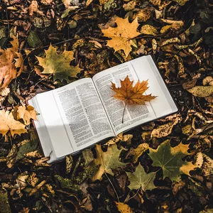 Imagem do curso Curso - O Livro de Jó - com Nayra Pedrini