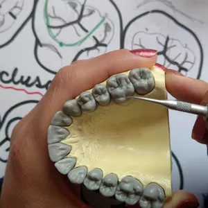 Imagem do curso Curso de Anatomia, Desenho, Escultura e Oclusão Dental - Dentes Posteriores
