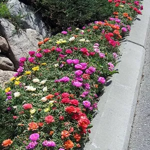 Imagem de capa para o Ebook Design de Jardins Para sua Casa