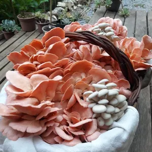 Imagem de capa para o Serviço online Mentoria  On-line para Cultivo Comercial de Cogumelos