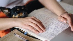 Imagem do curso Aprenda Mapas Mentais