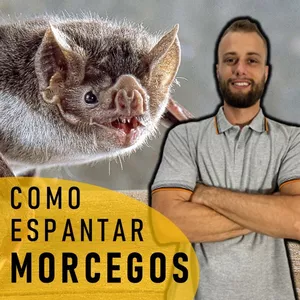 Imagem de capa para o Curso online Como Espantar Morcegos - Biól Richard Floriani