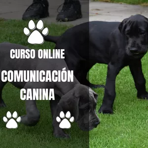 Imagen de portada para Curso online Curso comunicación canina