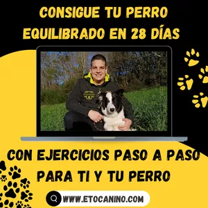 Imagen de portada para Curso online TU PERRO EQUILIBRADO EN 28 DÍAS!