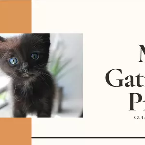 Imagem de capa para o Ebook Guia de Cuidados com Gato Preto