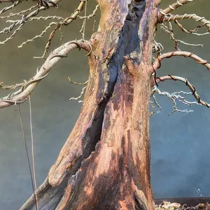 Imagem de capa para o Curso online Bonsai Básico - Trabalhos de madeira: Jin, Shari e Uro