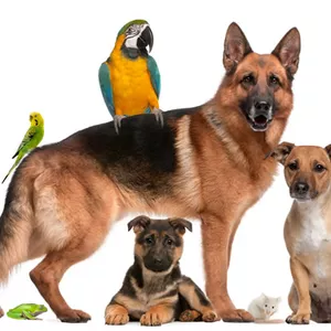 Cover image for Ebook Responsible Pet Ownership