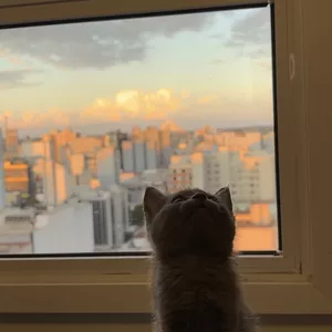 Imagem de capa para o Curso online Gato e por do sol