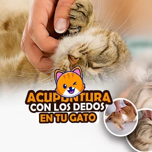 Imagen de portada para Curso online ACUPUNTURA CON LOS DEDOS EN GATOS