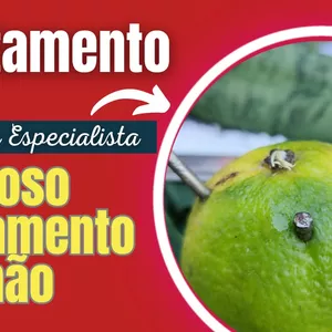 Imagem de capa para o Curso online AFASTAMENTO RIVAL (do limão) PODEROSO