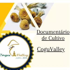 Imagem de capa para o Curso online Documentário de Cultivo  CoguValley
