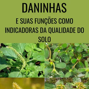 Imagem de capa para o Ebook PLANTAS DANINHAS E SUAS FUNÇÕES COMO INDICADORAS DA QUALIDADE DO SOLO