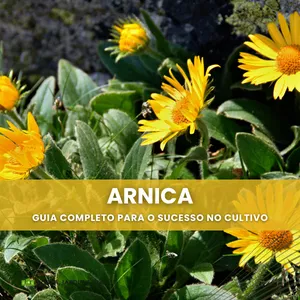 Imagem de capa para o Ebook Cultivo de Arnica Descomplicado: Um Guia Passo a Passo