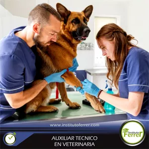 Imagen de portada para Curso online AUXILIAR TECNICO EN VETERINARIA