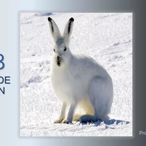 Imagem de capa para o Curso online 2023: Ano do Coelho de Água Yin