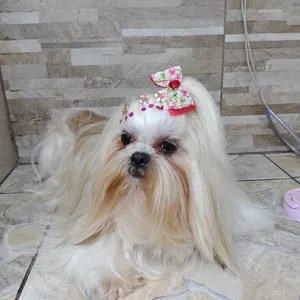 Imagem de capa para o Ebook Cuidados com o pelo da minha Shitzu 