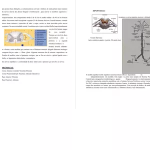 Imagem de capa para o Ebook APOSTILA DO SISTEMA NERVOSO - Resumão