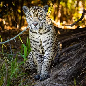 Imagem de capa para o Curso online Fotografia de vida selvagem: do campo ao PC 2.0