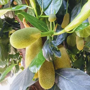 Melhor conteúdo de plantas do mercado