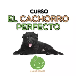 Imagen de portada para Curso online El cachorro perfecto