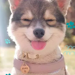 Imagem de capa para o Ebook Cão educado, dono feliz: O guia completo para treinar seu cão