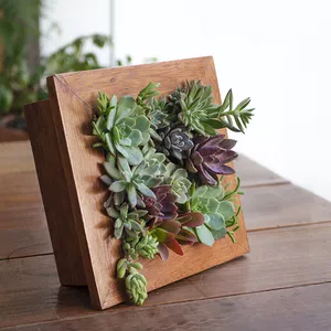 Imagen de portada para Curso online Diseño y composición de cuadros vivos con suculentas