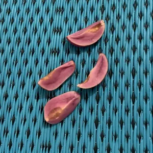 Imagem de capa para o Curso online Curso de Obi